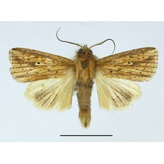 /filer/webapps/moths/media/images/P/pyrausta_Mythimna_AM_Basquin.jpg