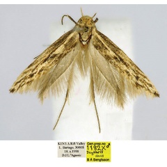 /filer/webapps/moths/media/images/D/davidi_Scythris_HT_BMNH_jjOU7VZ.jpg