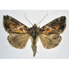 /filer/webapps/moths/media/images/H/hemichalcea_Plusia_AF_NHMO.jpg