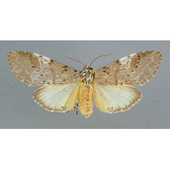 /filer/webapps/moths/media/images/L/leuconephra_Amphiphalera_AM_RMCA.jpg