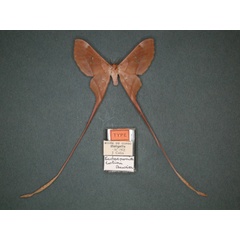 /filer/webapps/moths/media/images/C/colini_Eudaemonia_HT_RMCA_01.jpg