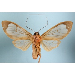 /filer/webapps/moths/media/images/M/mgcl1155912_affinis_Amerila_A_MGCLb_01.JPG