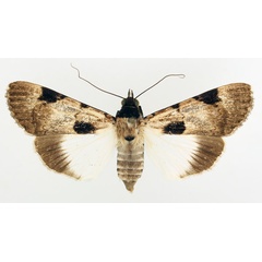 /filer/webapps/moths/media/images/N/nigrior_Audea_AF_TMSA_02.jpg