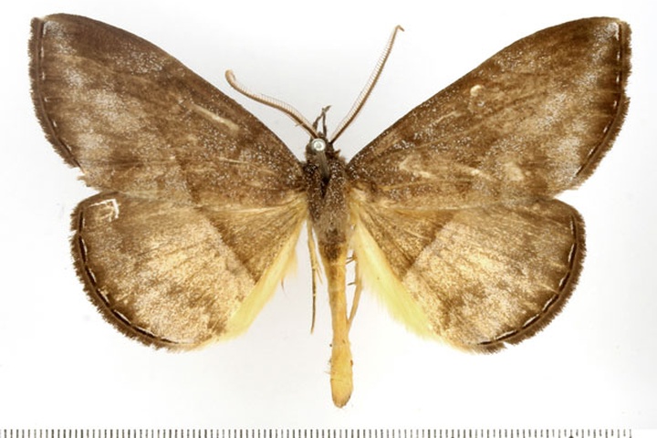 /filer/webapps/moths/media/images/E/endoxantha_Aburina_AM_BMNH.jpg