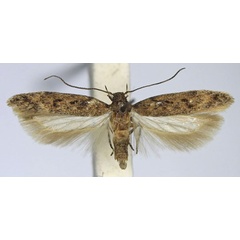 /filer/webapps/moths/media/images/P/portosanctana_Scrobipalpa_AM_TMSA.jpg