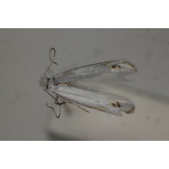 /filer/webapps/moths/media/images/C/caffeina_Leucoptera_A_BMNH.jpg