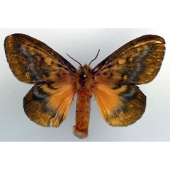 /filer/webapps/moths/media/images/P/pratti_Lechriolepis_AF_Basquin.jpg