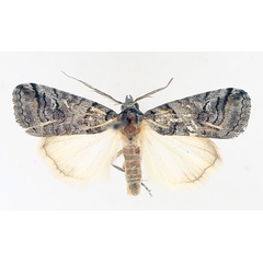 /filer/webapps/moths/media/images/M/metaleuca_Authadistis_AM_TMSA_01.jpg