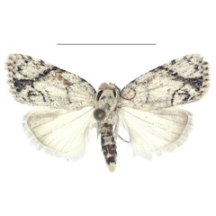/filer/webapps/moths/media/images/N/nitidipicta_Ezishnola_PTM_ANHRT.jpg