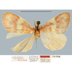 /filer/webapps/moths/media/images/F/flavescens_Stenaroa_HT_MNHN.jpg