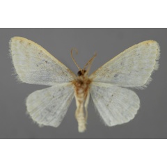 /filer/webapps/moths/media/images/Q/quadrifasciata_Scopula_A_ZSM_02.jpg