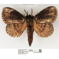 /filer/webapps/moths/media/images/S/sikorae_Closterothrix_AM_NHMUK_02.jpg