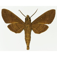 /filer/webapps/moths/media/images/P/peneus_Nephele_AM_Basquin_02b.jpg