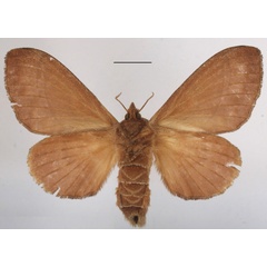 /filer/webapps/moths/media/images/B/bakeri_Streblote_AF_MGCLb_01.JPG
