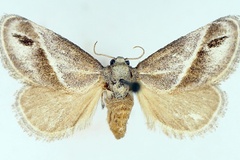 Deltoptera iphia