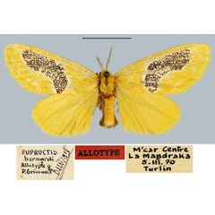 /filer/webapps/moths/media/images/B/bernardi_Euproctis_AT_MNHN.jpg