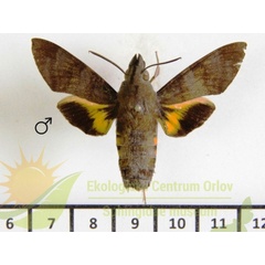 /filer/webapps/moths/media/images/C/corythus_Macroglossum_AM_SMCR_01.jpg