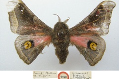 Ludia hansalii festiva