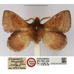 /filer/webapps/moths/media/images/C/compsotes_Leipoxais_HT_NHMUK.jpg