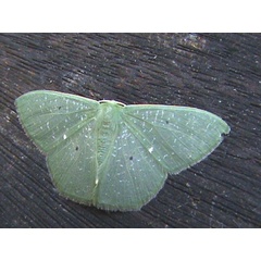 /filer/webapps/moths/media/images/C/congrua_Prasinocyma_A_Guyonnet.jpg