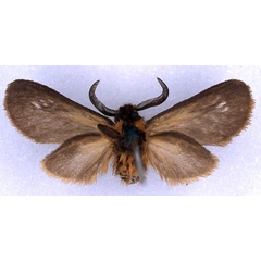 /filer/webapps/moths/media/images/H/helga_Metarctia_HT_BMNH_02.jpg