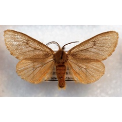 /filer/webapps/moths/media/images/L/layla_Ocnerogyia_AM_Simonyi.jpg