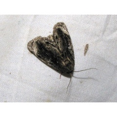 /filer/webapps/moths/media/images/L/lignosa_Petrinia_A_Goff_01.jpg