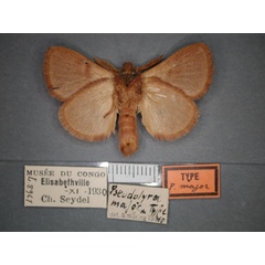 /filer/webapps/moths/media/images/M/major_Pseudolyra_HT_RMCA_02.jpg