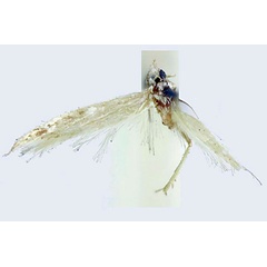 /filer/webapps/moths/media/images/P/psychropa_Coleophora_LT_BMNH.jpg