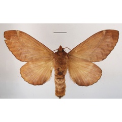 /filer/webapps/moths/media/images/C/congoense_Stoermeriana_AF_MGCLb_01.JPG