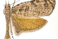 Eccopsis praecedens