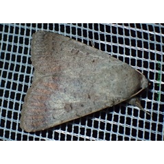 /filer/webapps/moths/media/images/M/muricolor_Pandesma_A_Bippus.jpg