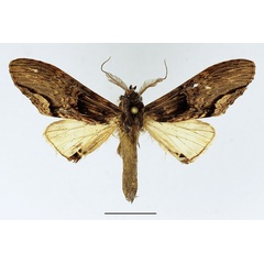 /filer/webapps/moths/media/images/C/centralis_Atrasana_AM_Basquin_05.jpg