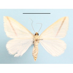 /filer/webapps/moths/media/images/S/sacraria_Rhodometra_A_MGCLb_01.JPG