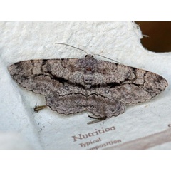 /filer/webapps/moths/media/images/H/hyrax_Zeuctoboarmia_A_Voaden.jpg