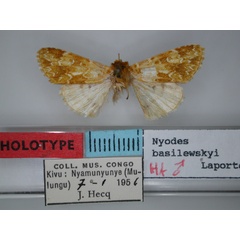 /filer/webapps/moths/media/images/B/basilewskyi_Nyodes_HT_RMCA.jpg