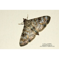 /filer/webapps/moths/media/images/N/negatalis_Dysallacta_AF_Riddell.jpg