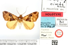 Marcipa nimba