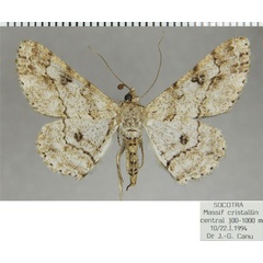 /filer/webapps/moths/media/images/A/amydropa_Cleora_AF_ZSM.jpg