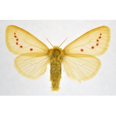 /filer/webapps/moths/media/images/O/ordinata_Laelia_AF_NHMO.jpg