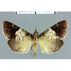 /filer/webapps/moths/media/images/X/xyridotalis_Megarthria_AT_MNHN.jpg