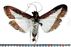 Diaphania indica