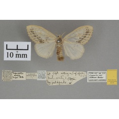 /filer/webapps/moths/media/images/O/onii_Euproctis_HTF_OUMNH_01.jpg