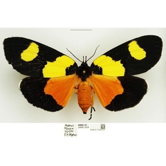 /filer/webapps/moths/media/images/L/laetepicta_Eligma_AF_NHMUK.jpg