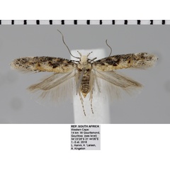 /filer/webapps/moths/media/images/O/ornata_Ephysteris_AF_NHMO.jpg