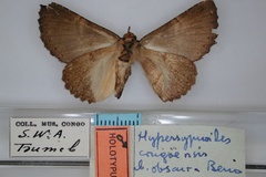 Hypersypnoides obscura
