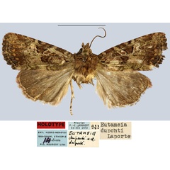 /filer/webapps/moths/media/images/D/duponti_Eutamsia_HT_MNHN.jpg