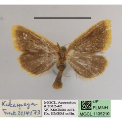 /filer/webapps/moths/media/images/T/thysanota_Laelioprocyis_A_MGCLa_01.JPG
