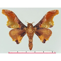 /filer/webapps/moths/media/images/M/martinae_Micragone_AM_Basquin.jpg