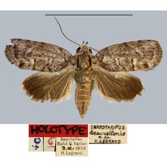 /filer/webapps/moths/media/images/B/beauvallonensis_Pardasena_HT_MNHN.jpg